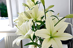 *oh*herrliche*Lilien*