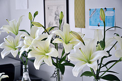 *oh*herrliche*Lilien*