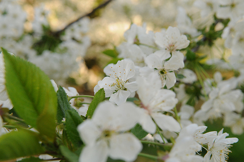 *Früüühling*